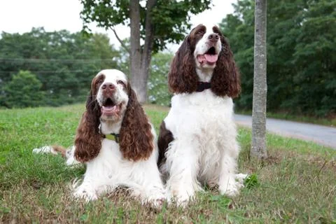Two spaniel dogs Stock Photos