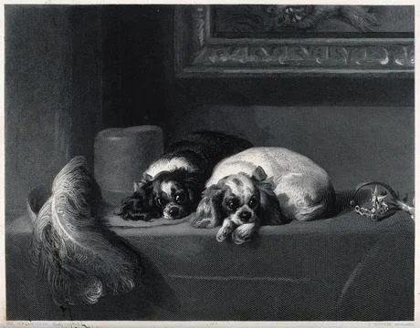 Two spaniels lying on a table covering. Reproduction of an engraving by J. .. Stock Illustration