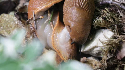 Two Spanish slugs mating in the grass Stock-Footage 282157692