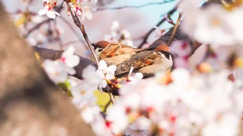Two sparrow birds surrounded by cherry blossoms Stock Photos