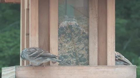 Two sparrows and cardinal at the feeder Stock-Footage 8760888