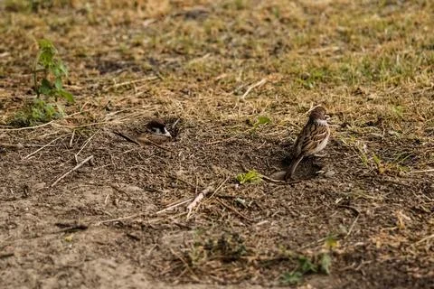 Two sparrows are bathing to the ground. Stock Photos
