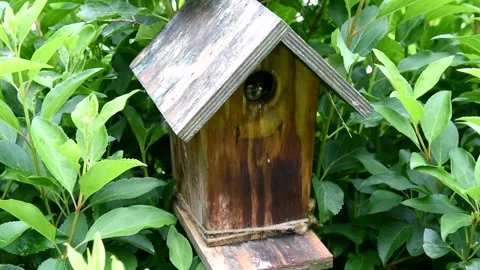 Two sparrows are in the birdhouse, surrounded by plants, a house sparrow (Passer Stock Footage 337671465