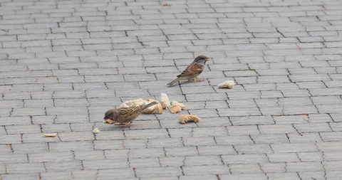 Two sparrows are eat pieces of bread Stock Footage 97499155