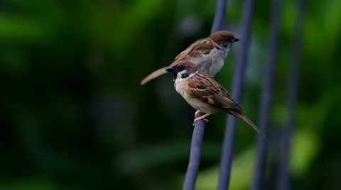 Two sparrows are resting Stock Footage 49760583
