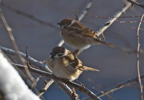 Two sparrows are sitting on a branch of a bush. Stock Photos