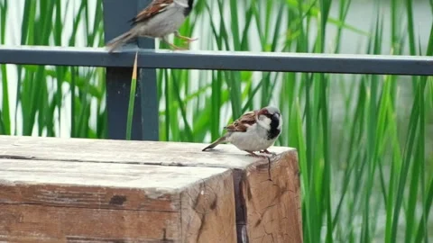 Two sparrows are standing on a wooden bench in the park Stock Footage 336389978