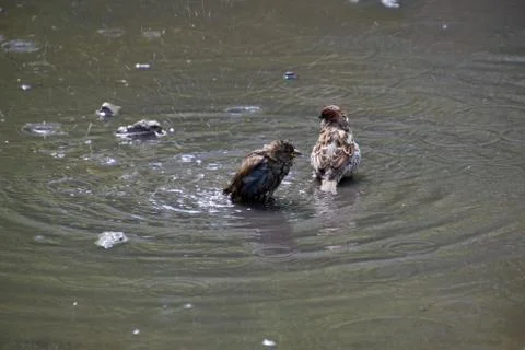 Two sparrows bathe in a puddle Stock Photos