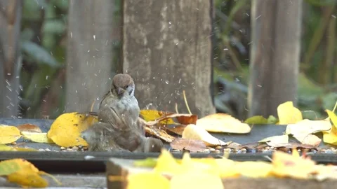 Two sparrows on a bathing. Видео 80254947