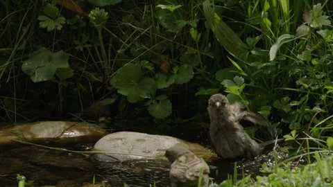 Two sparrows bathing at a  natural watering hole Stock Footage 309766017
