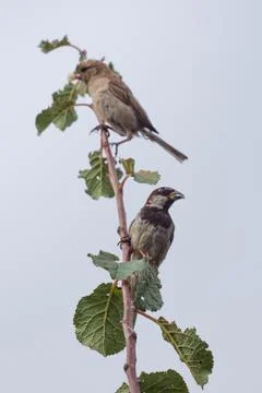 Two sparrows on the branch on cloudy day Stock Photos