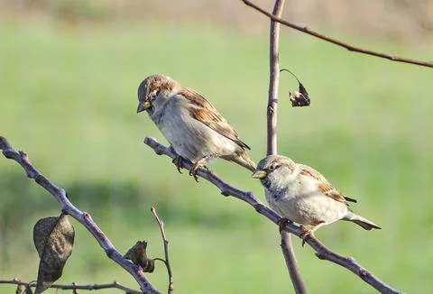 Two sparrows on a branch. In Romania Фото