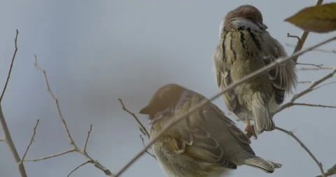 Two sparrows on a branch until onw leaves Stock Footage 229909634