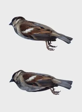 Two sparrows captured from above on the surface with detailed feather pattern Stock Photos