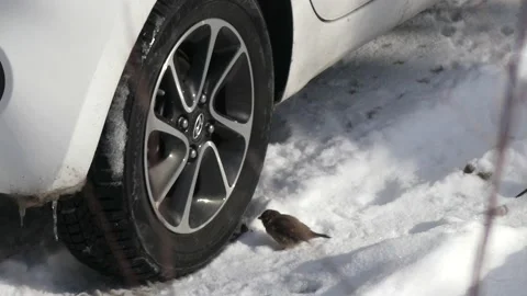 Two sparrows on a car tire. Snow ground in winter. With audio. Birds chirping. Stock Footage 151948290