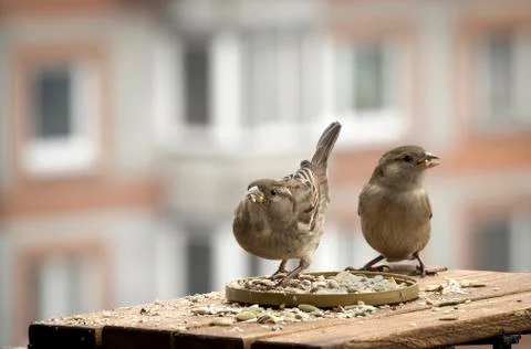 Two Sparrows In The City Stock Photos