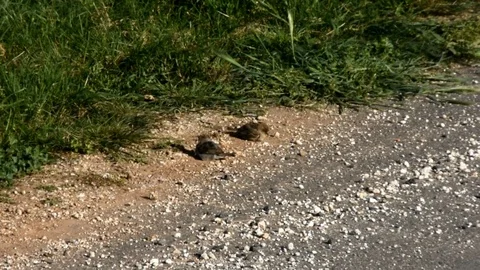 Two sparrows cleaning himself rolling in the sand Stock Footage 93706037