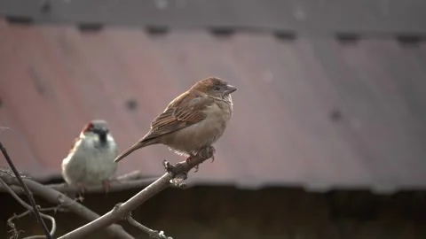Two Sparrows, Cute Little Birds, Perched Calmly on a Branch Enjoying Their Stockbeeldmateriaal 304746545