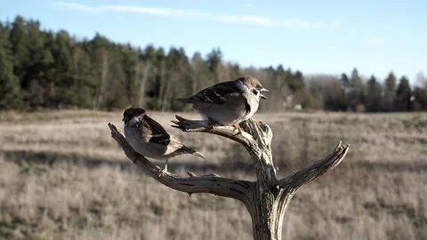 Two sparrows on a dead tree branch, one hops down. Video stock 172263263