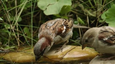 Two sparrows drinking at waters edge Stock Footage 309766042