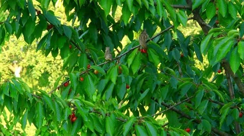 Two sparrows eat the cherries Stock Footage 11289457