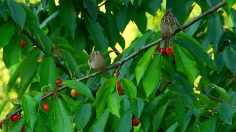 Two sparrows eat the cherries Stockbeeldmateriaal 11289498