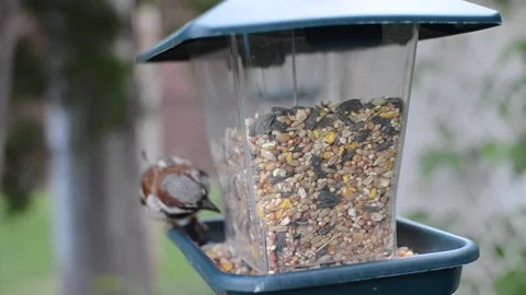 Two sparrows eat seeds on a bird feeder Stock Footage 205077657