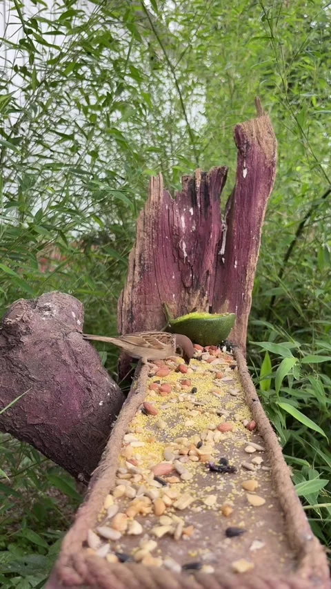 Two Sparrows Eating Seeds from a Log Bird Feeder in a Green Garden, China Vídeo Stock 337344819