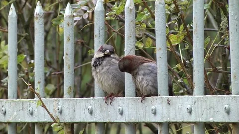 Two sparrows on the fence Video stock 85093882