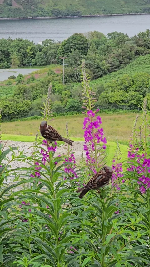 Two sparrows on flowers with one bird flying away Stock Footage 334767830