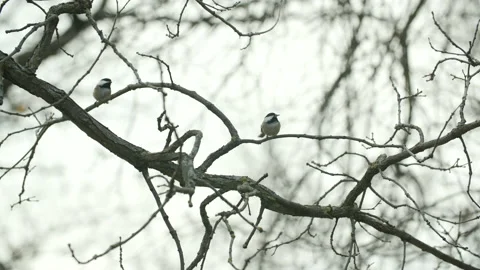 Two sparrows fly on and off a leafless branch Video stock 230916477
