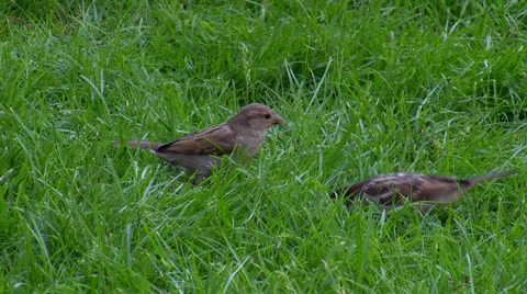 Two sparrows on the grass Stock-Footage 27043831