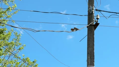 Two sparrows have sex. Two gray sparrows make love on electric lines. Stock Footage 276651903