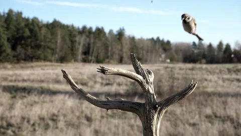 Two sparrows make a pretty approach and landing in slow motion. Video stock 172263375