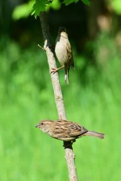 Two sparrows Passer montanus on tree trunk maple Fotos Stock