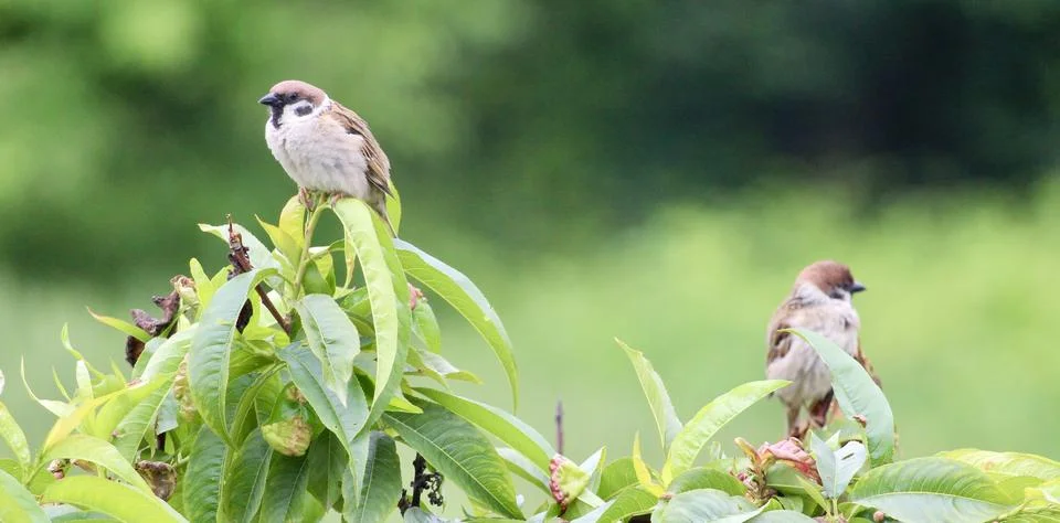 Two sparrows in peach tree Stock Photos