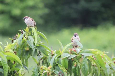 Two sparrows in peach tree Stock Photos