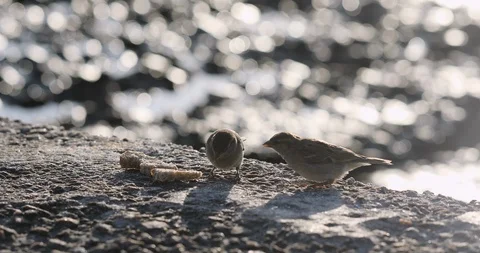 Two sparrows peck the bread Stock Footage 124062611