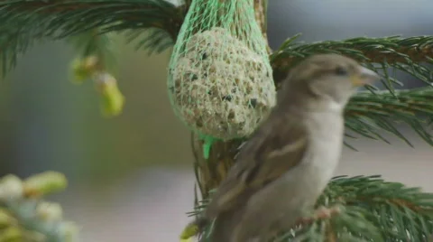 Two Sparrows Peck Feed 스톡 동영상 708725