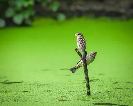 Two sparrows perch on a lone branch Stock Photos
