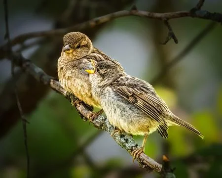 Two Sparrows Perched on a Branch Stock Photos