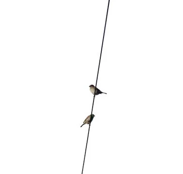 Two sparrows perched on an overhead wire Foto stock