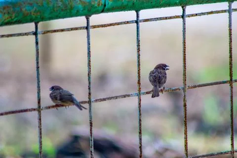 Two sparrows perched on a rusty, wire fence with a green, weathered top. Foto stock