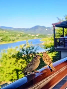 Two Sparrows Perched on a Shiny Railing Over a Serene Lake Foto stock