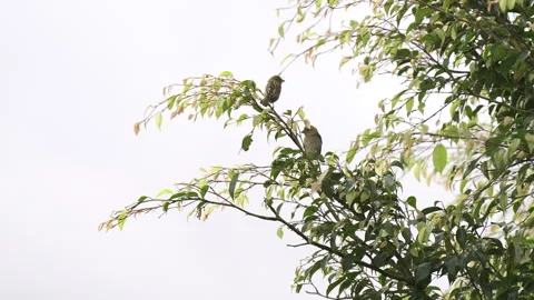 Two Sparrows Perched on Tree Branch in Natural Daylight Stock Footage 331140022