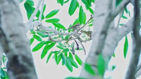 Two sparrows playing on a branch with the wind blowing. Stock Footage 234697213