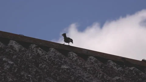 Two sparrows on the rooftop Video stock 135153303