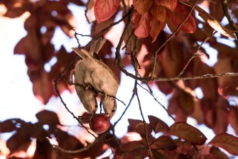 Two sparrows share a fruit in the park Stock Photos