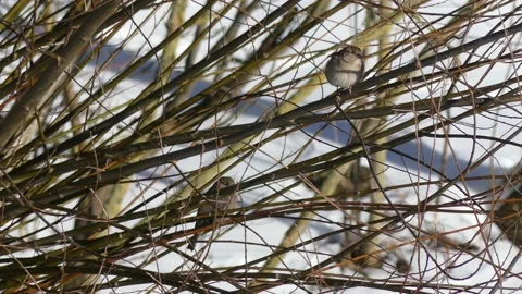 Two sparrows sit in the bare wintry branches of a pollard willow and fly away Stock Footage 148480361
