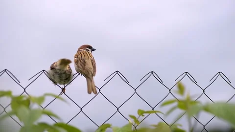 Two sparrows sit on a fence against the background of clouds. Mapa Sparrow si Stock Footage 136049539